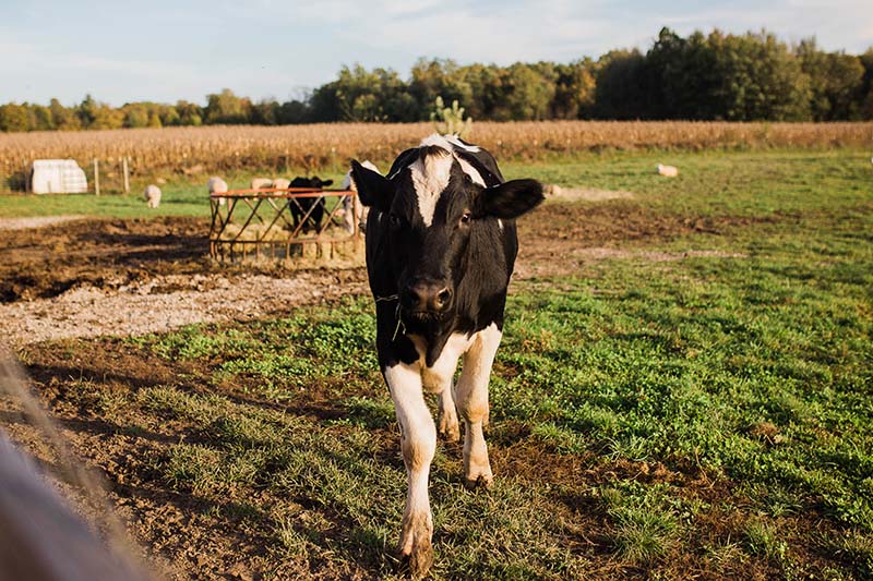 A photo of a cow, showing the surrounding fields around Fairview